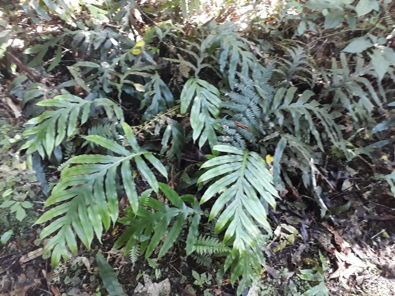 Blechnum colensoi photo 2