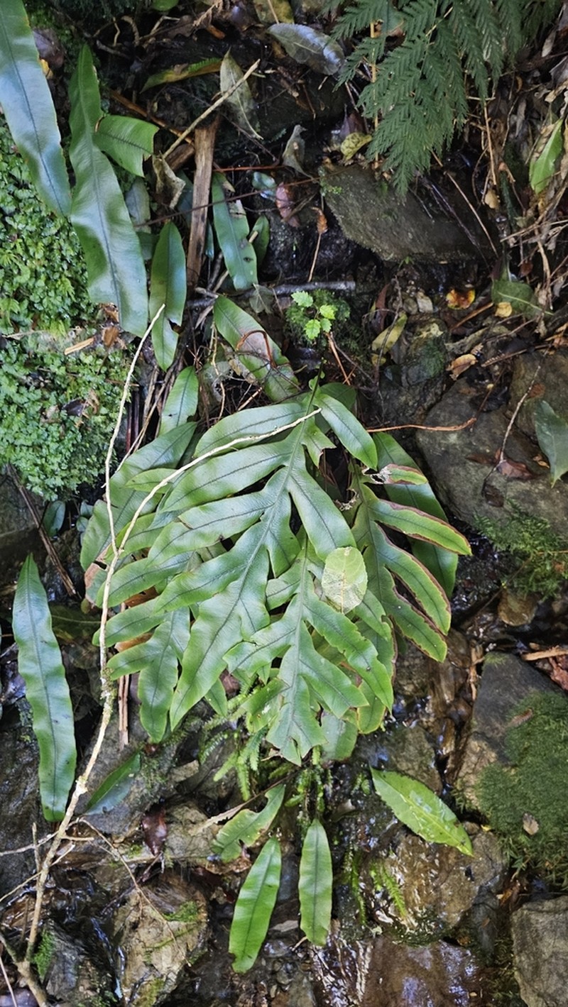 Blechnum colensoi photo 3