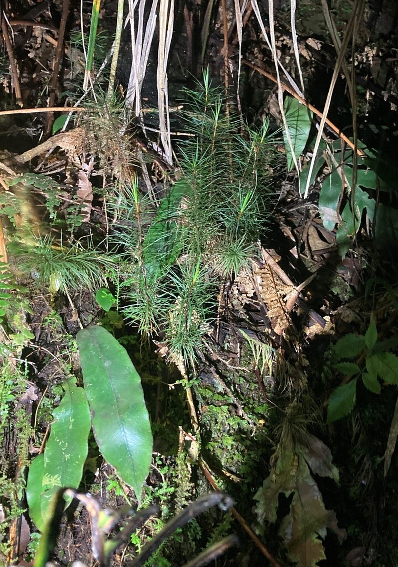 Blechnum colensoi photo 6