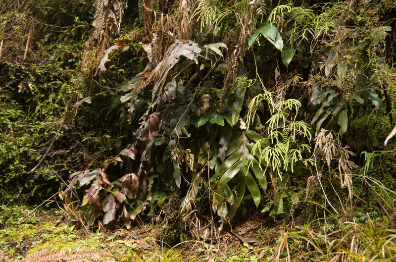 Blechnum colensoi photo 7