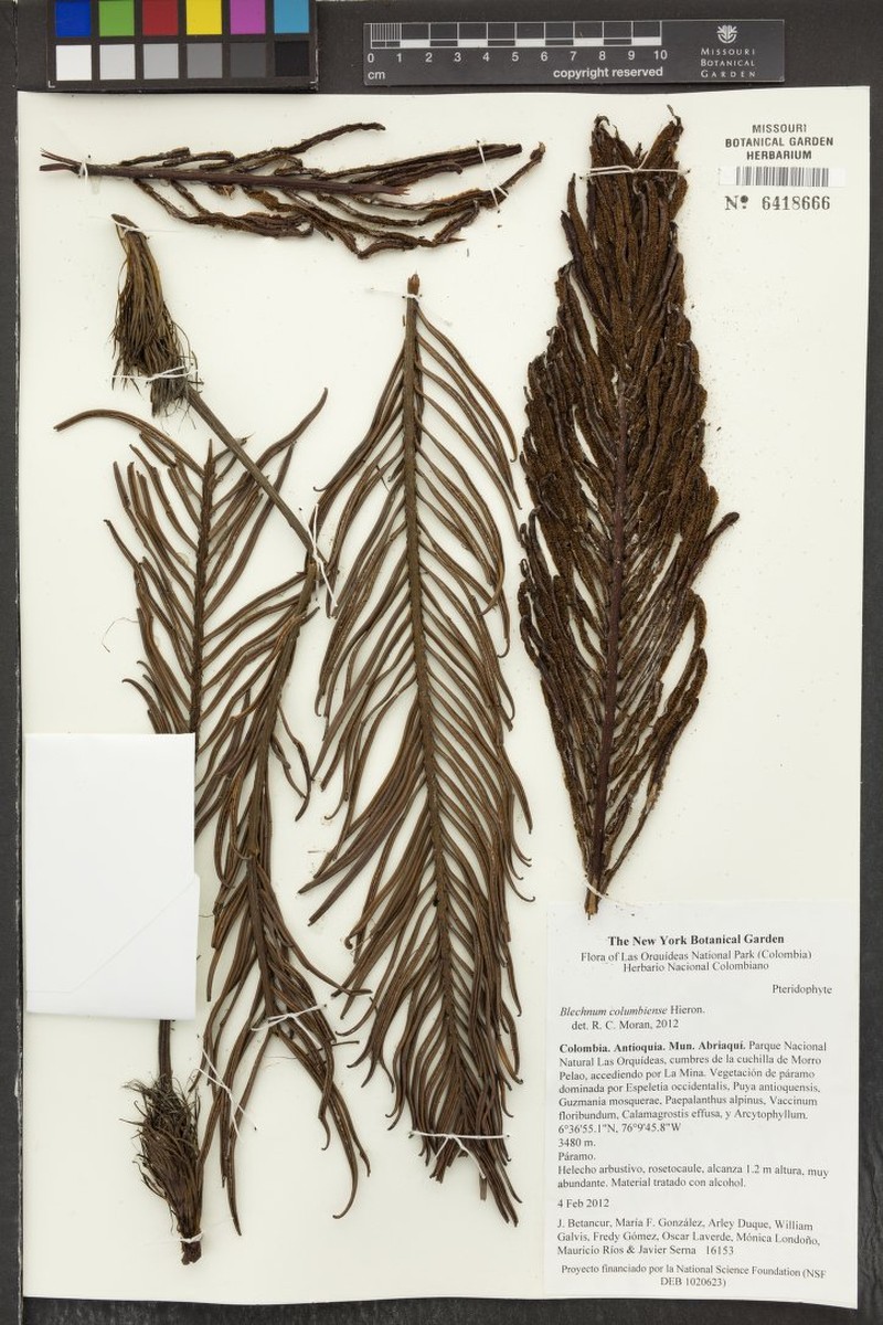 Blechnum columbiense