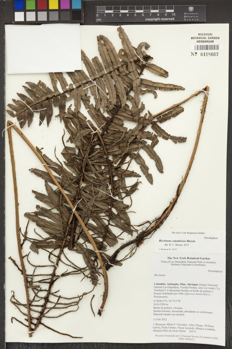 Blechnum columbiense photo 2