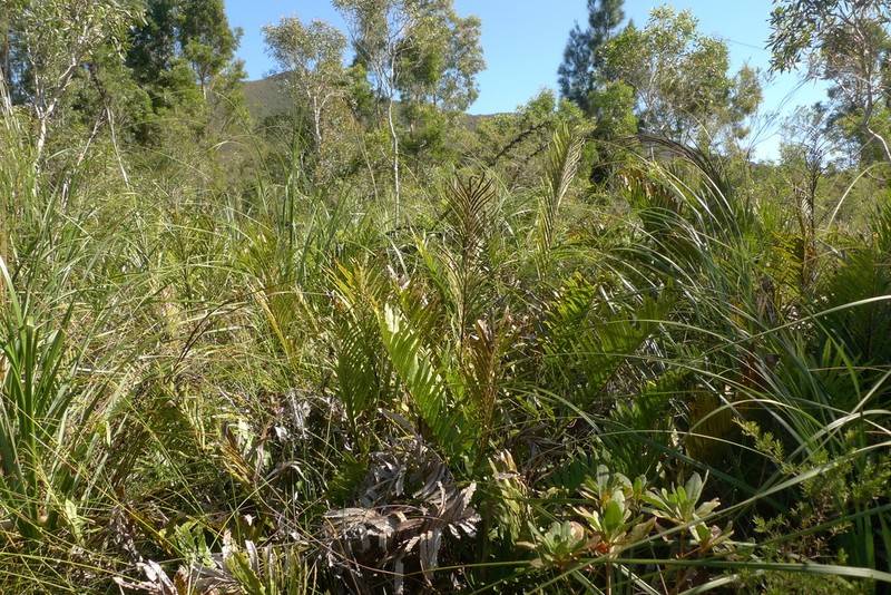 Blechnum confusum