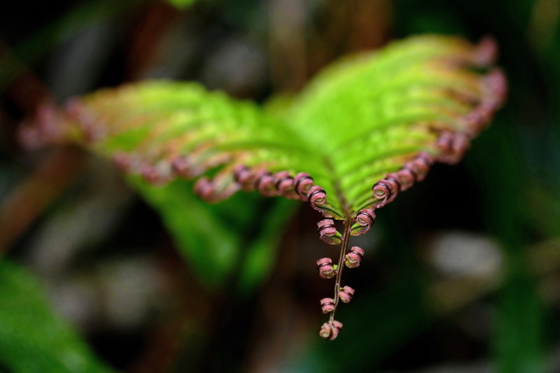 Blechnum confusum photo 2
