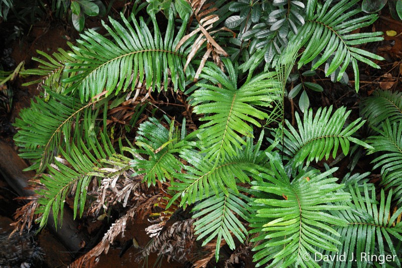 Blechnum confusum photo 3
