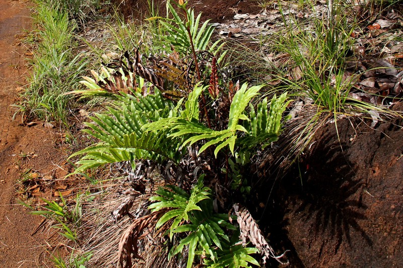 Blechnum confusum photo 4