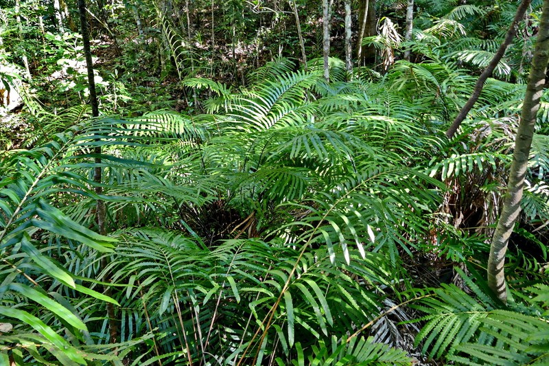 Blechnum confusum photo 5