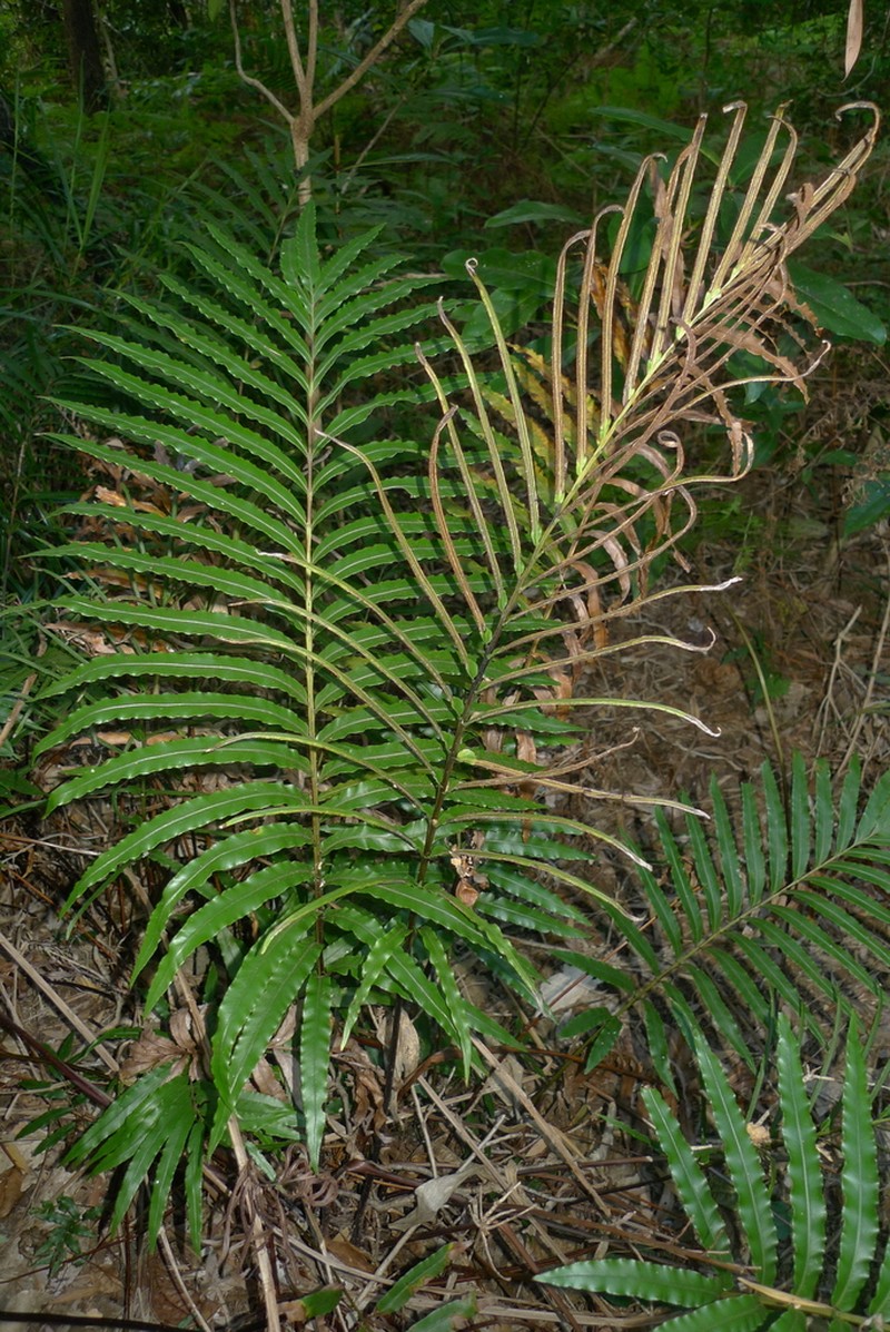 Blechnum confusum photo 6