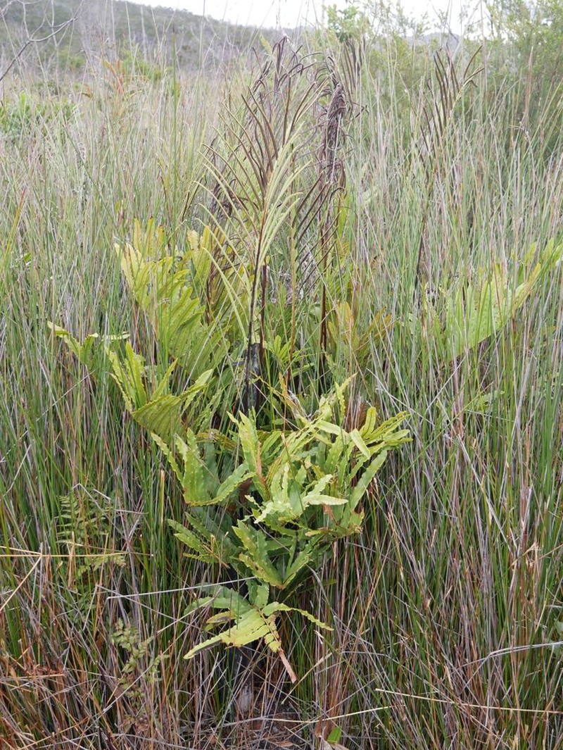 Blechnum confusum photo 7