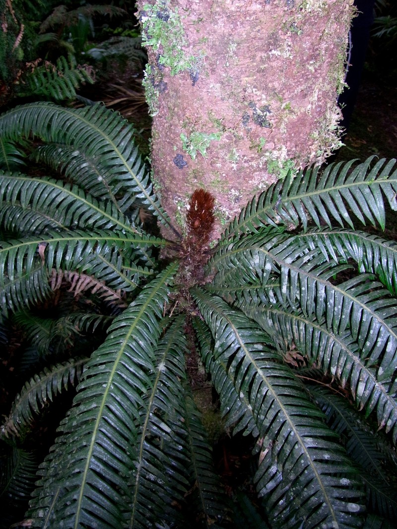 Blechnum contiguum