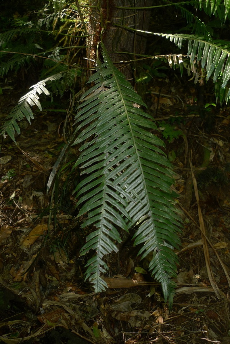 Blechnum contiguum photo 2