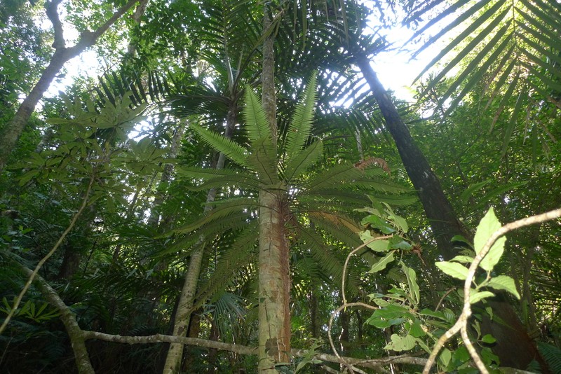 Blechnum contiguum photo 3