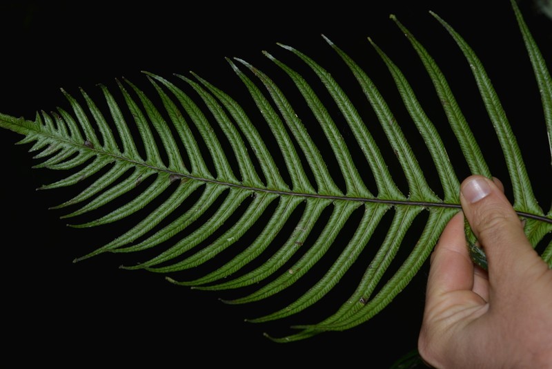 Blechnum contiguum photo 4