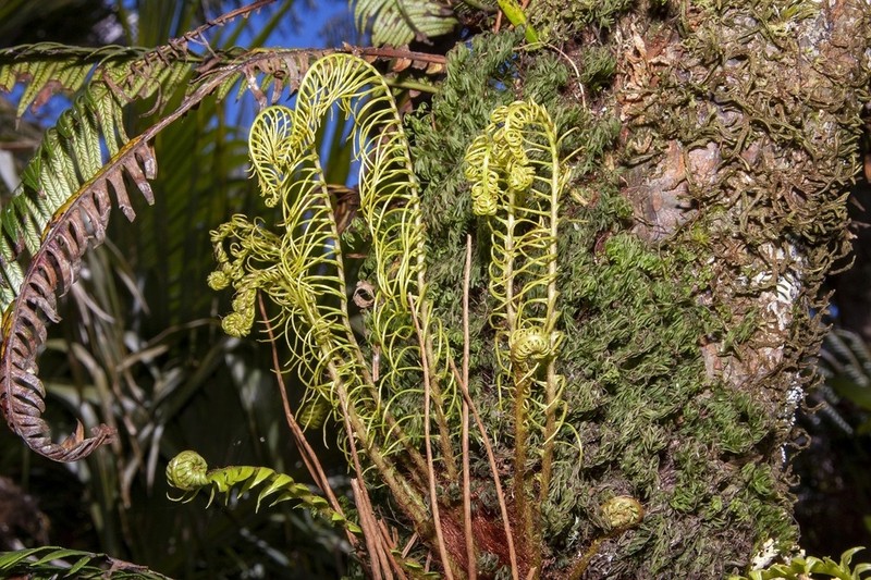 Blechnum contiguum photo 5