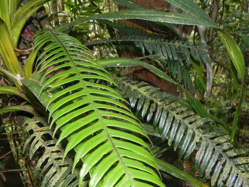 Blechnum contiguum photo 6