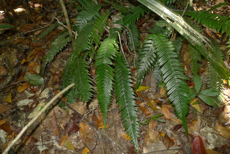 Blechnum contiguum photo 7