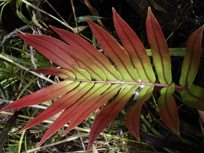 Blechnum corbassonii photo 2
