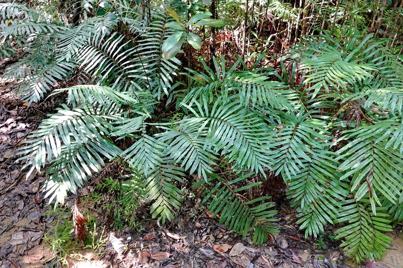 Blechnum corbassonii photo 3