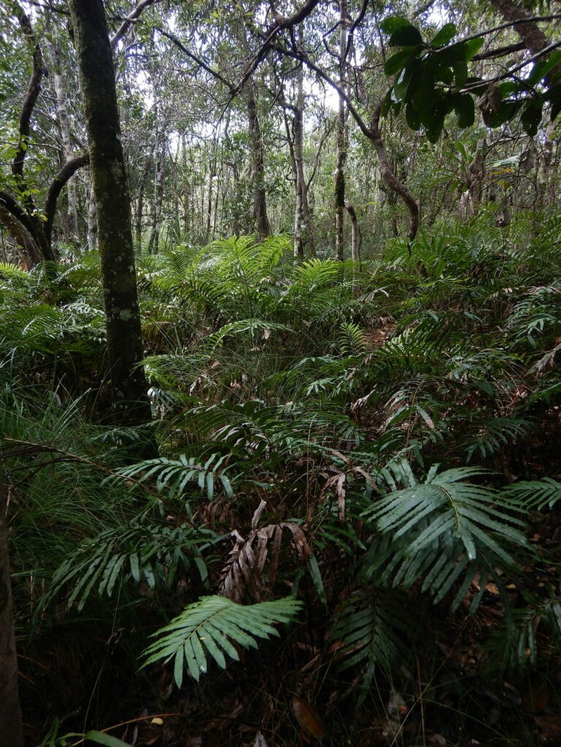 Blechnum corbassonii photo 4