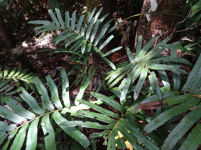 Blechnum corbassonii photo 5