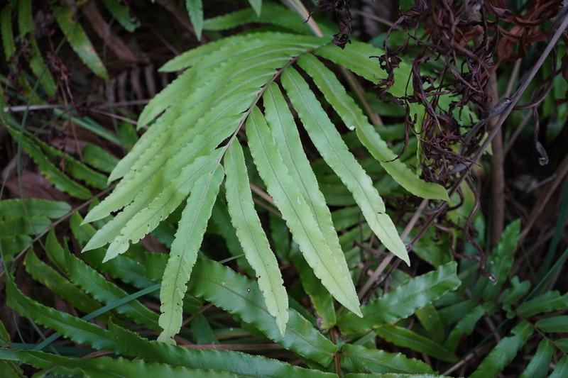Blechnum corbassonii photo 6