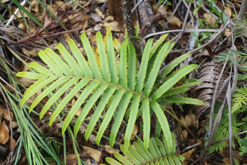Blechnum corbassonii photo 7