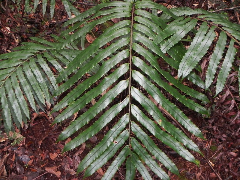 Blechnum corbassonii photo 8