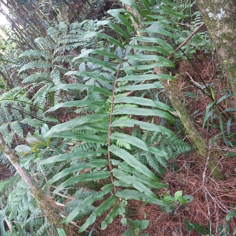 Blechnum cordatum