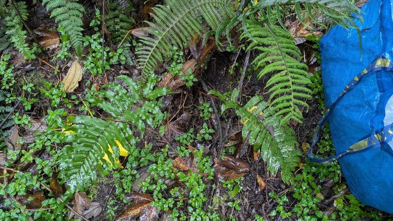 Blechnum cordatum photo 2