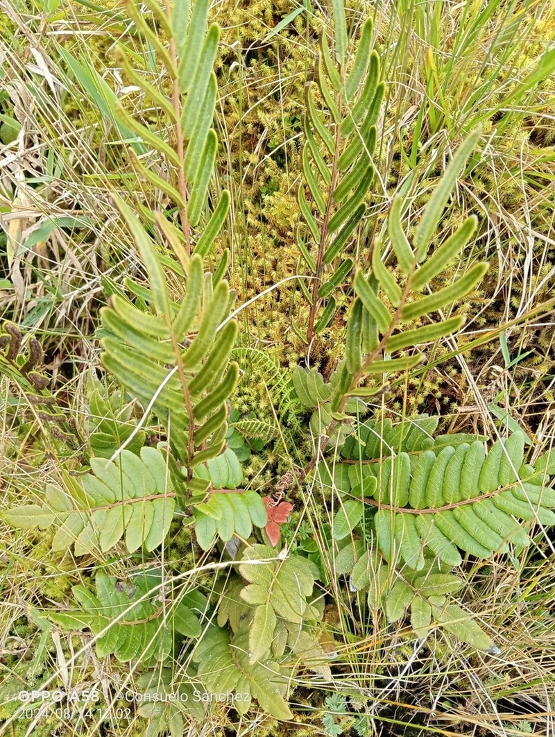 Blechnum cordatum photo 3