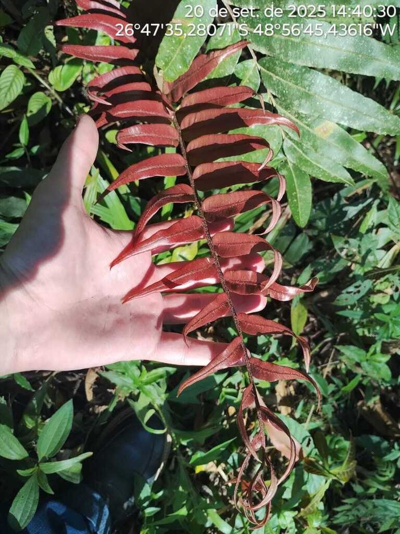 Blechnum cordatum photo 4