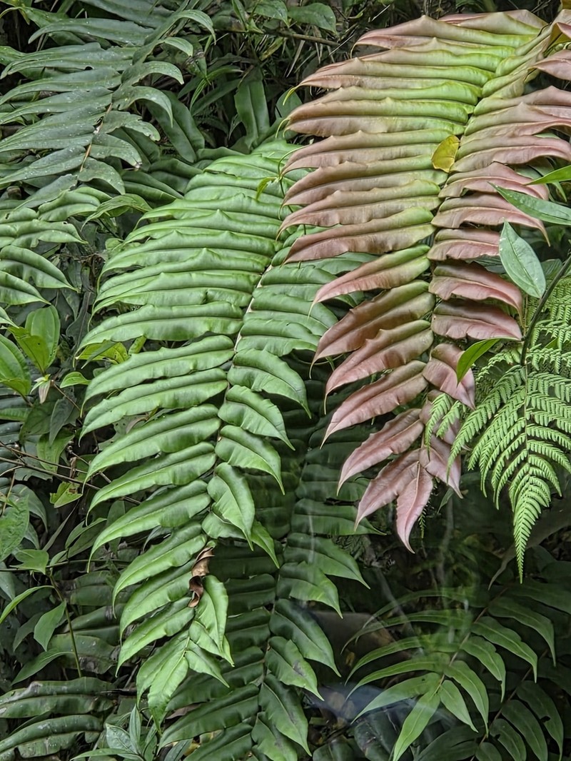 Blechnum cordatum photo 5