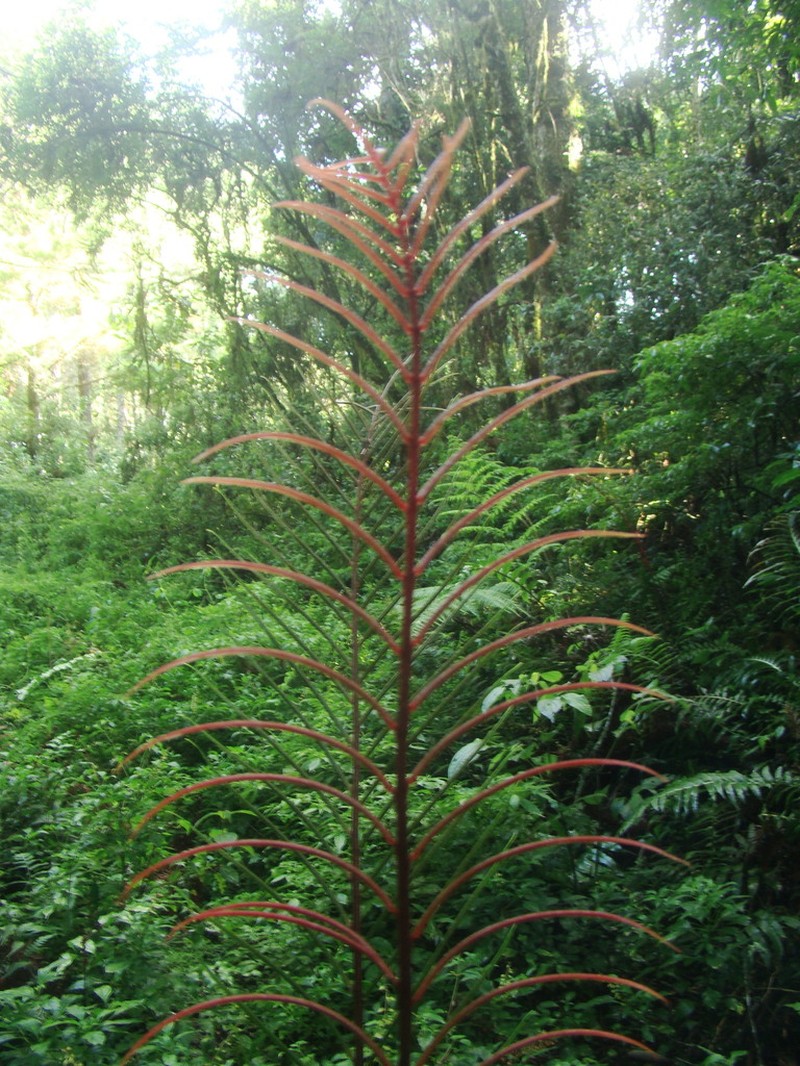 Blechnum cordatum photo 6