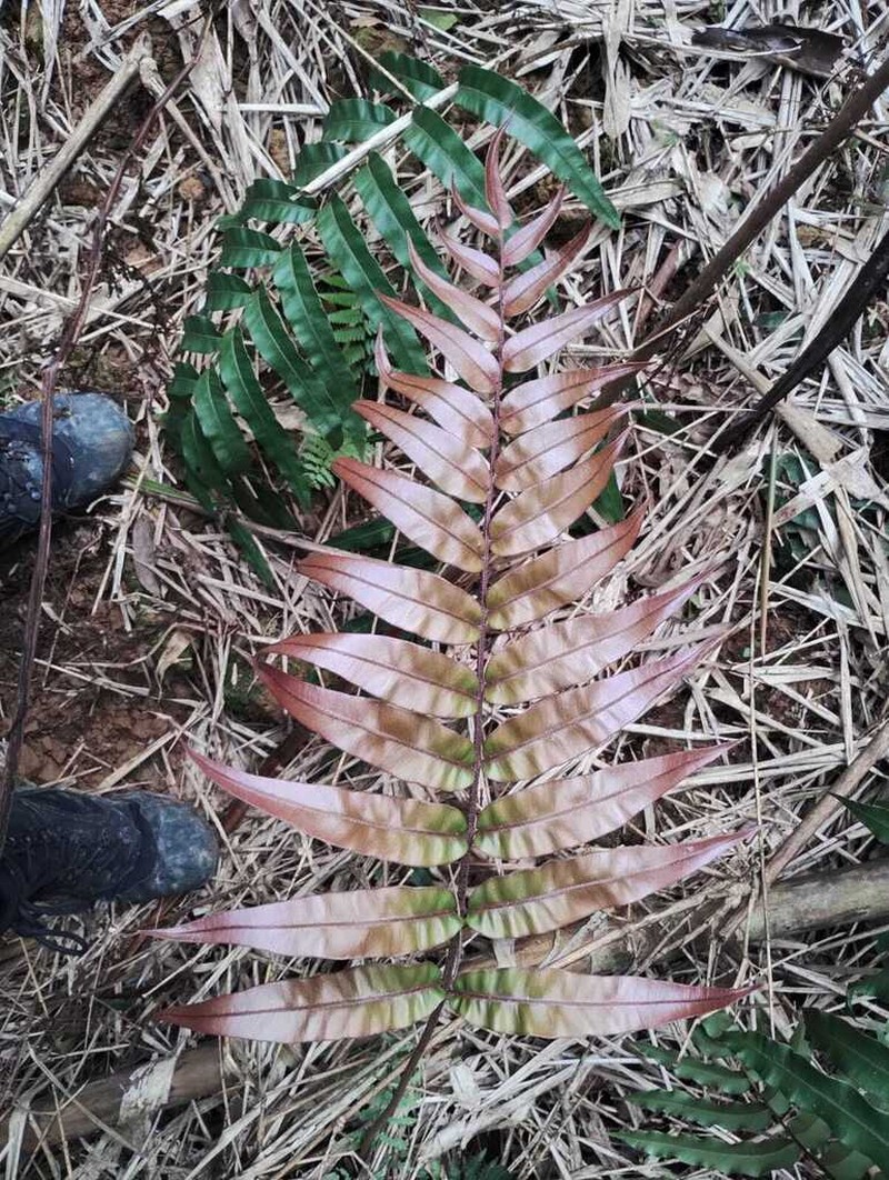 Blechnum cordatum photo 7