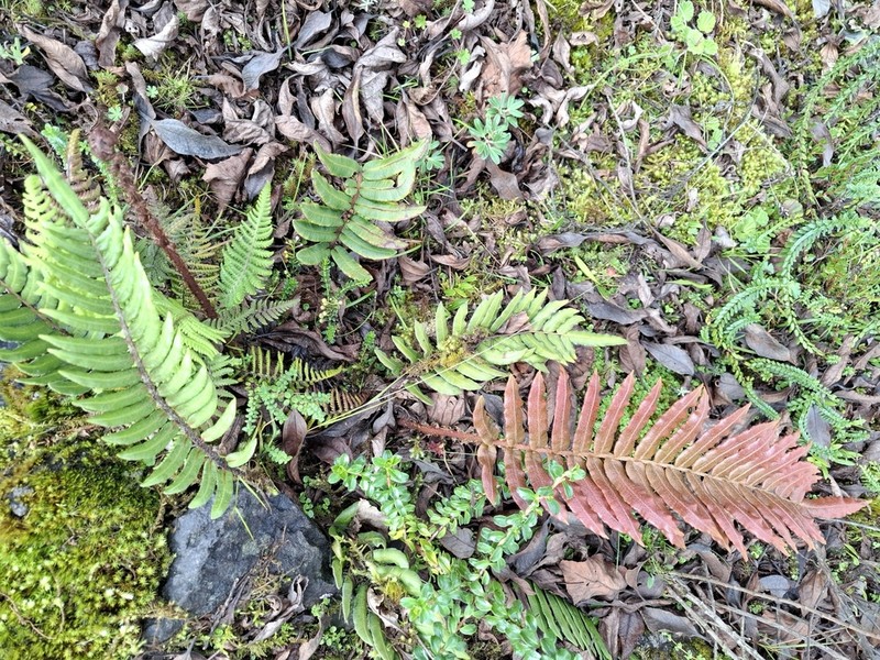 Blechnum cordatum photo 8