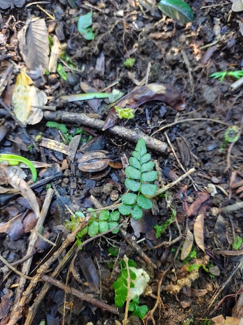 Blechnum corralense