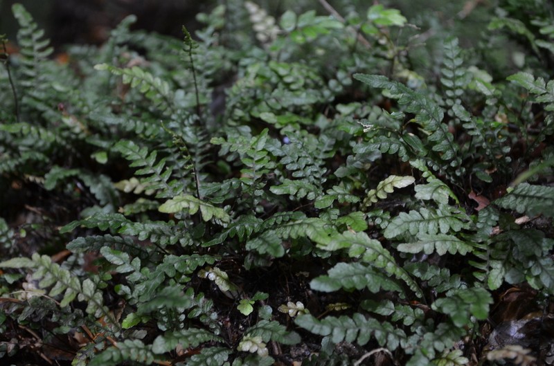 Blechnum corralense photo 2