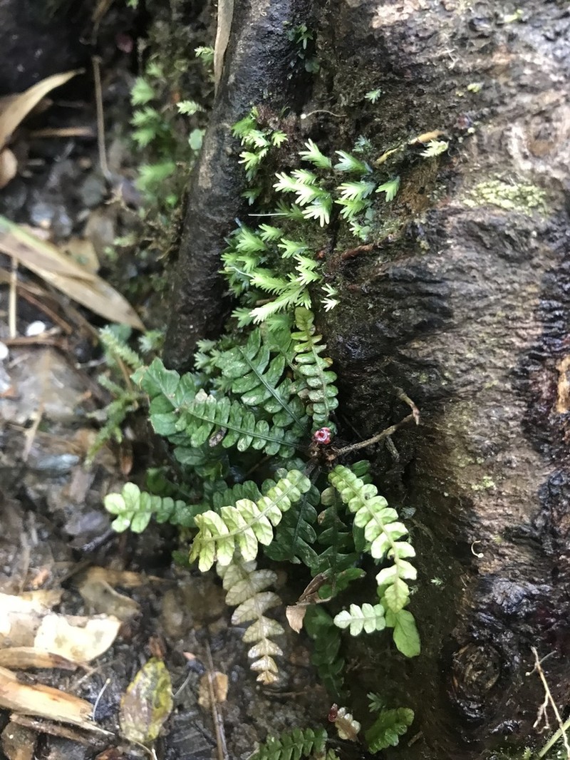 Blechnum corralense photo 3