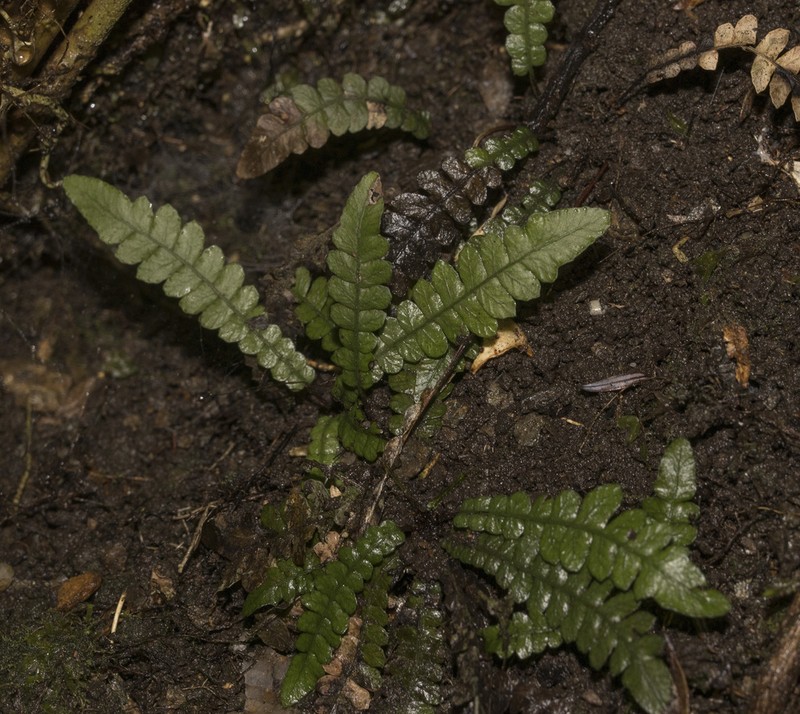 Blechnum corralense photo 4