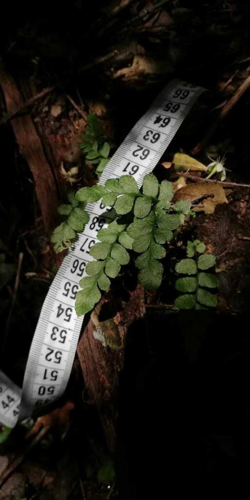 Blechnum corralense photo 5