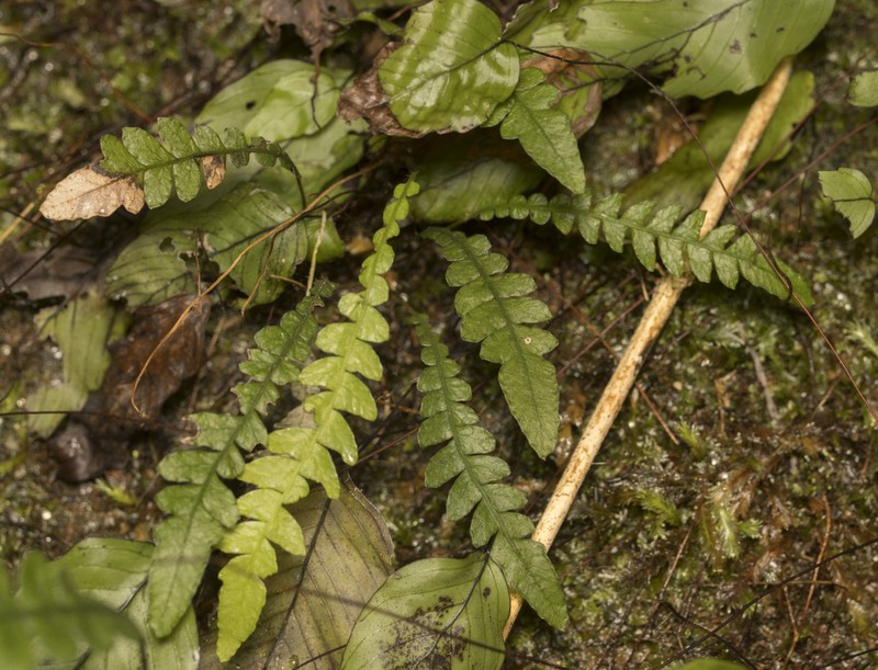Blechnum corralense photo 6