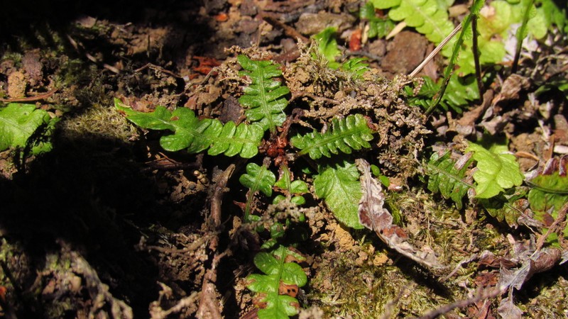 Blechnum corralense photo 7