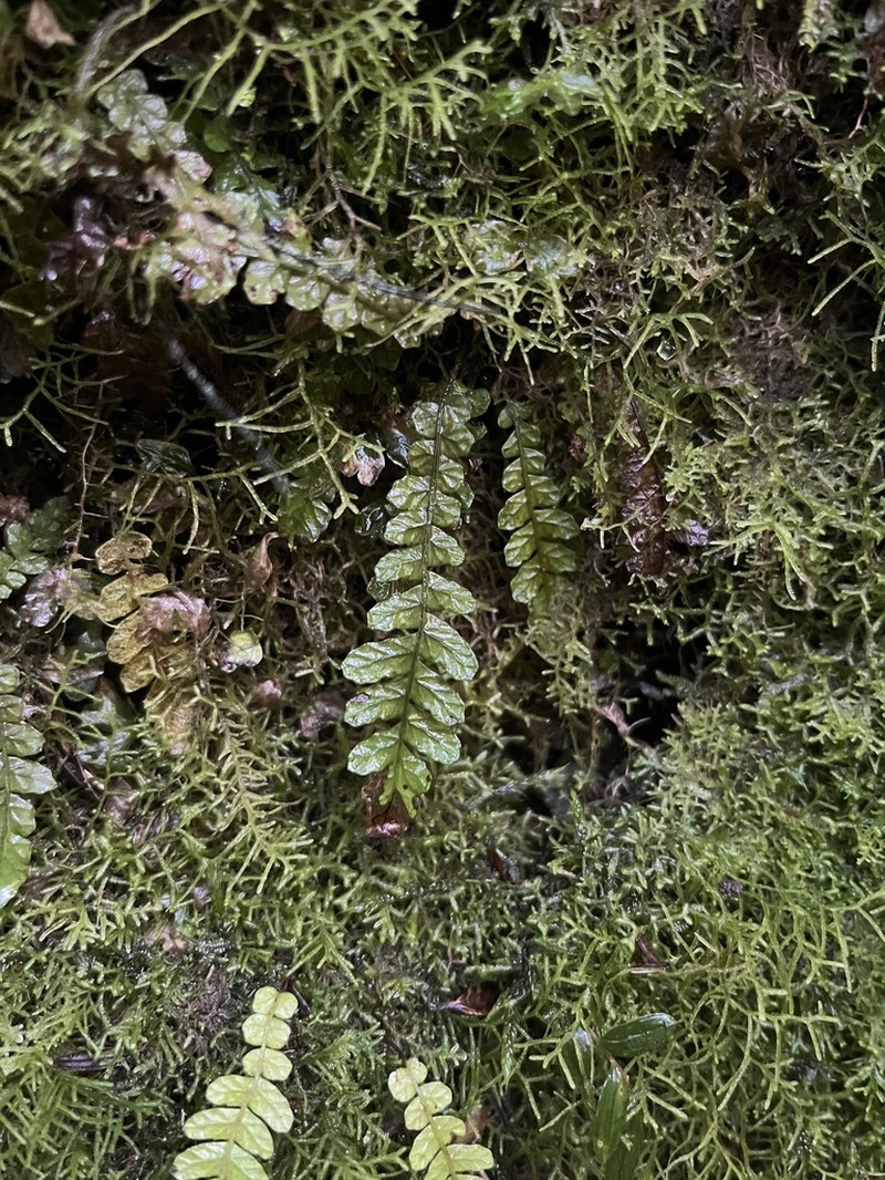 Blechnum corralense photo 8