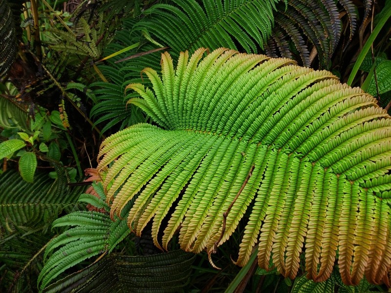 Amaumau Fern