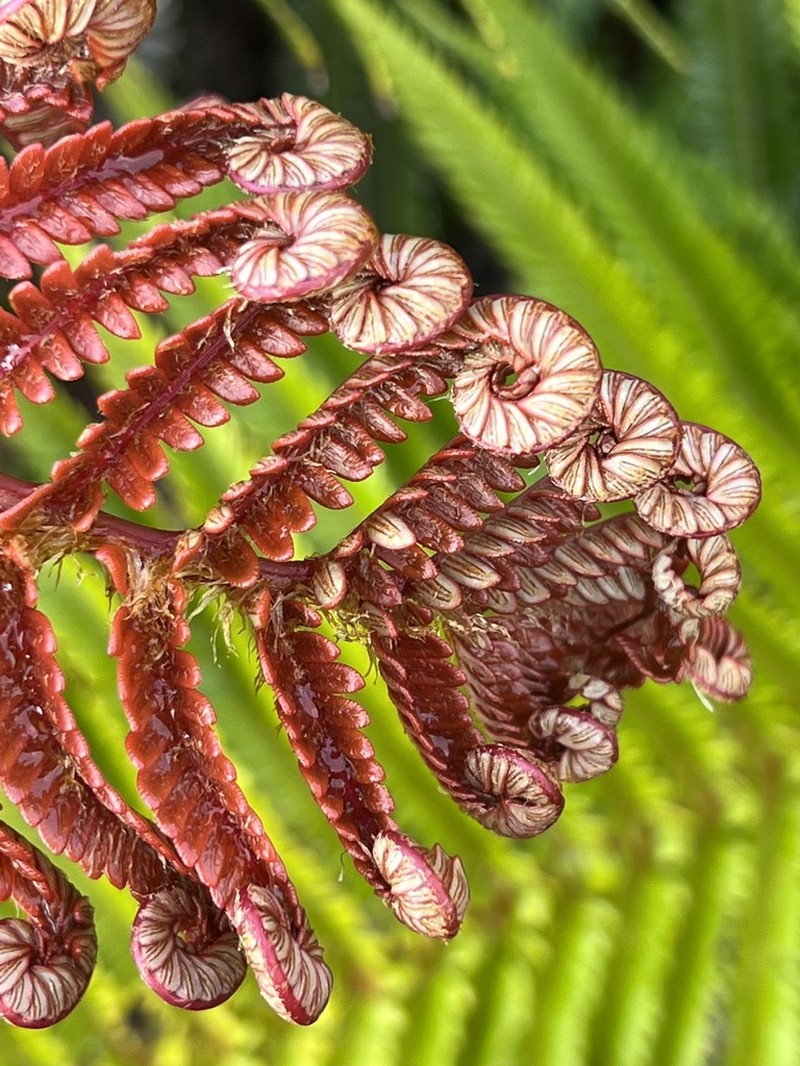 Amaumau Fern photo 3