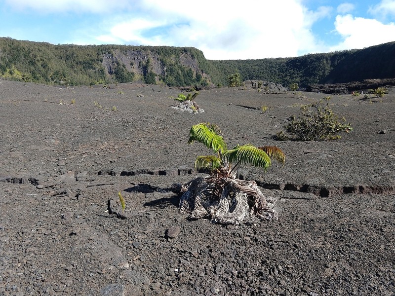 Amaumau Fern photo 4
