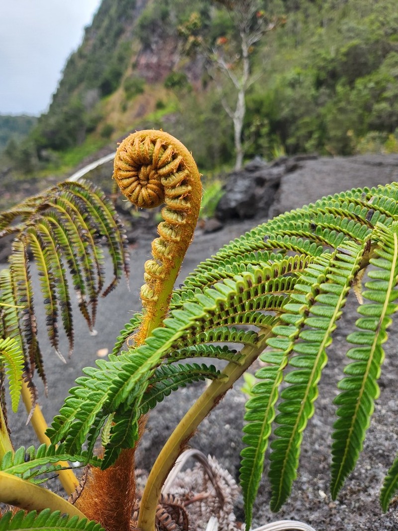 Amaumau Fern photo 5