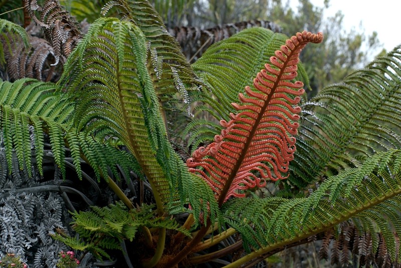 Amaumau Fern photo 6