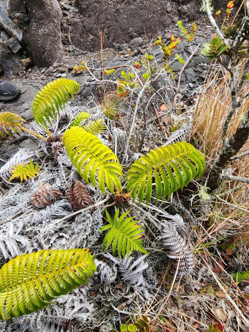 Amaumau Fern photo 7