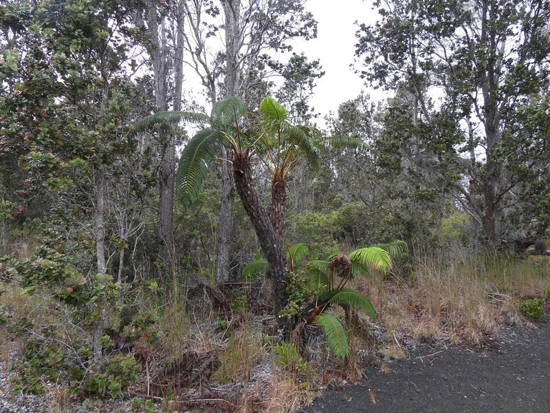 Amaumau Fern photo 8